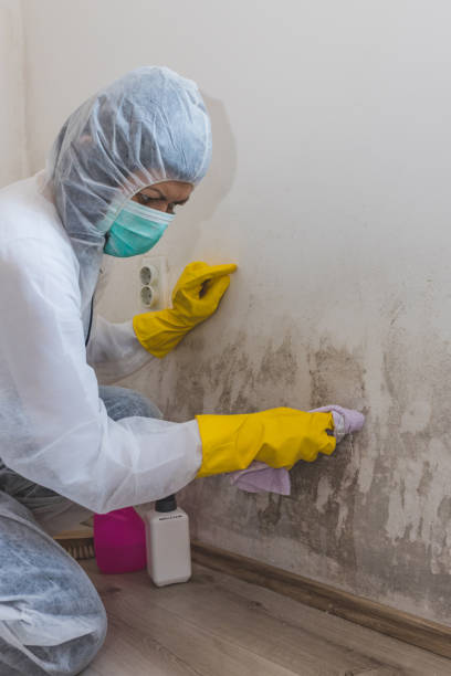 Best Mold Damage Restoration  in Springfield, IL