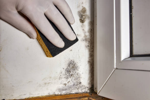 Biohazard Mold Removal in Springfield, IL