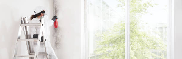 Best Basement Mold Removal  in Springfield, IL