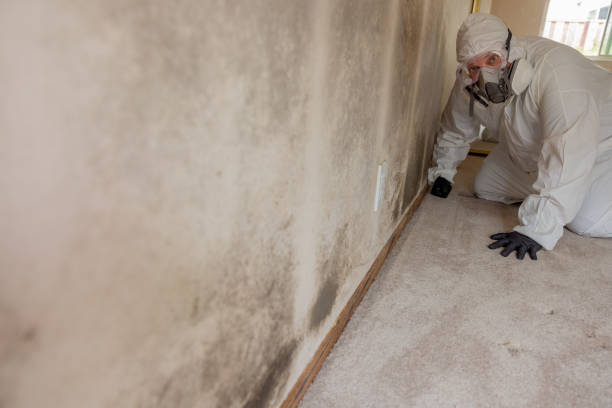 Best Mold Odor Removal Services  in Springfield, IL
